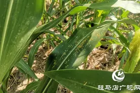 驻马店：玉米南方锈病初现 专家指导科学防治图片