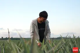 昌江十月田镇：小菠萝大效益，特色产业之路越“闯”越宽图片