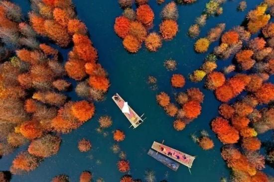 杉杉“红”了！长三角这些地方正上演视觉大秀