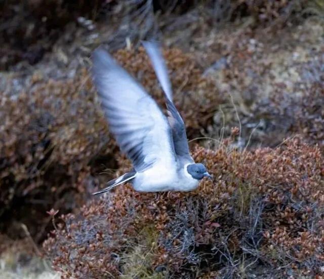 科考旅行｜秘境山南生态考察报名