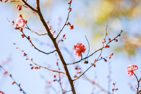今年的早梅提前一个月开花了！武汉公园梅花与蜡梅同框争艳