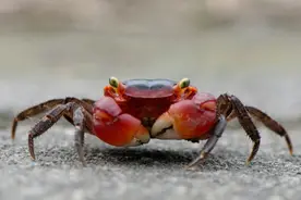 工作累了看看，特别治愈！螃蟹成办公室新宠图片