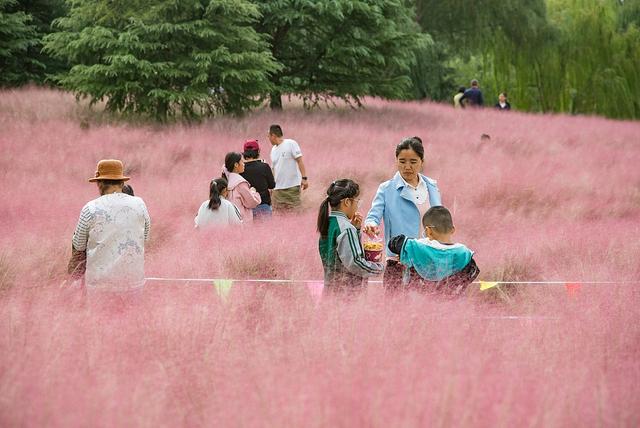 临沂：河湾公园粉黛花开如云似霞