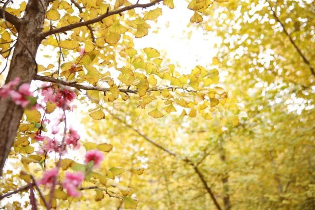 别了，威海的秋天！这些画面值得珍藏一整年