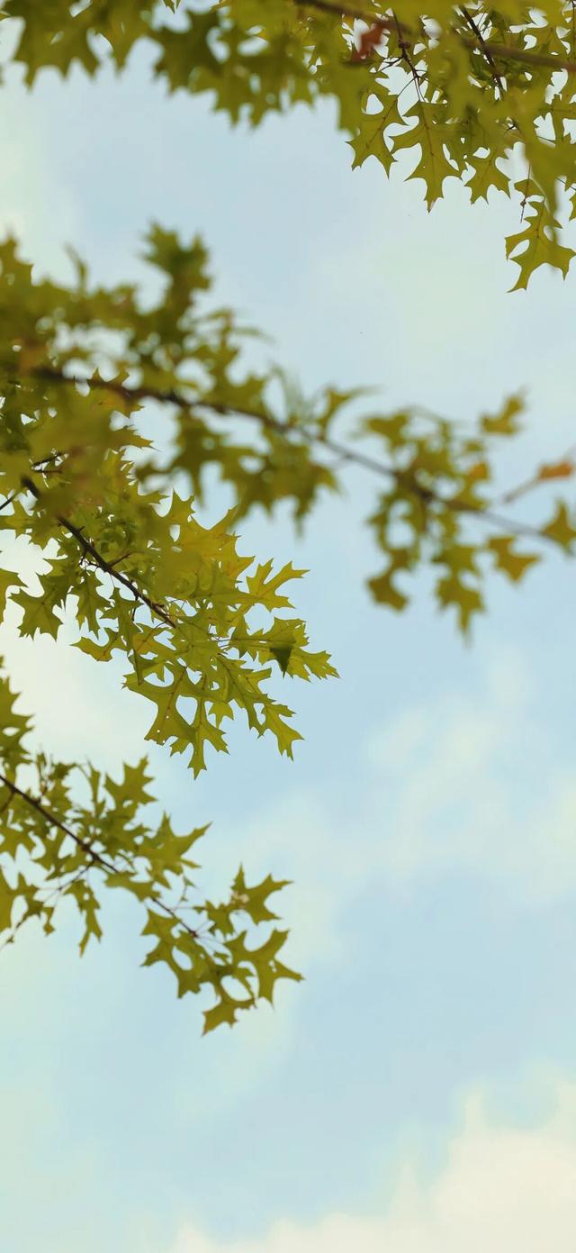 顾村公园的初秋美景已上线，一键解锁→