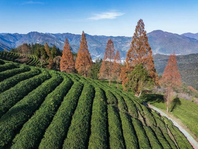 保康：冬日水杉着“红装”