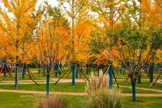 走进西安4大免费开放的宝藏公园