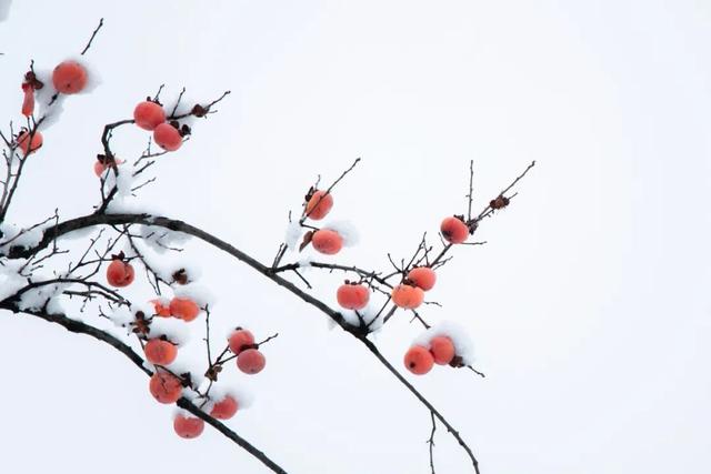 四季皆景，期待重逢！