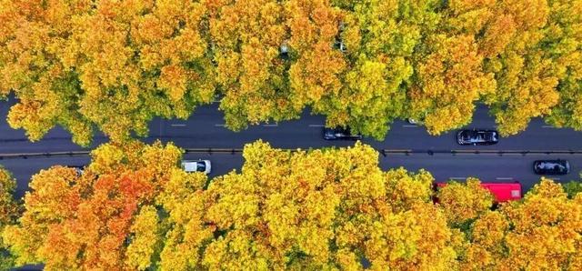 还有谁不知道，逛洛阳真的不用花钱
