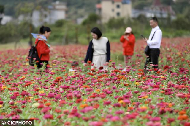 秋游花海，如行“花毯”