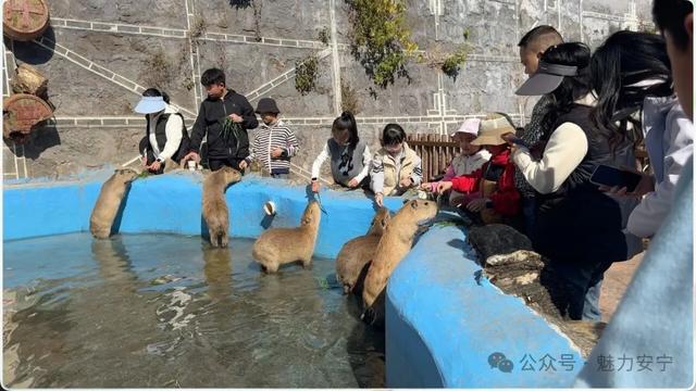 安宁元旦文旅市场迎“开门红”