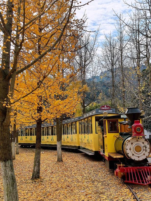 金黄染江南！浙江6大银杏秘境，藏着最温柔的初冬