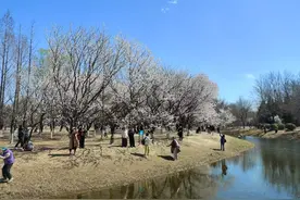 美不胜收！奥森北园桃花沟迎来赏花人潮图片