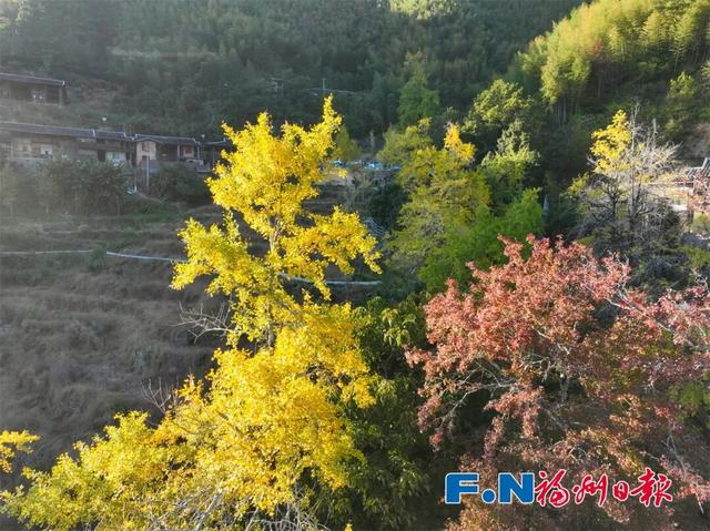 惊艳上线！福州这里变身“黄金村”！还有人靠它悄悄赚钱……