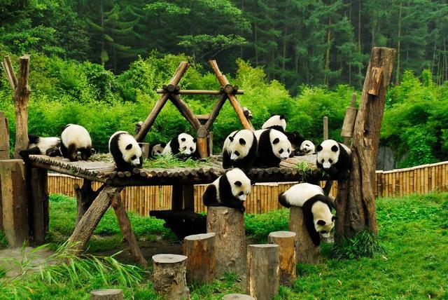 假期去看大熊猫，这里有一份“追猫全攻略”，请收好！