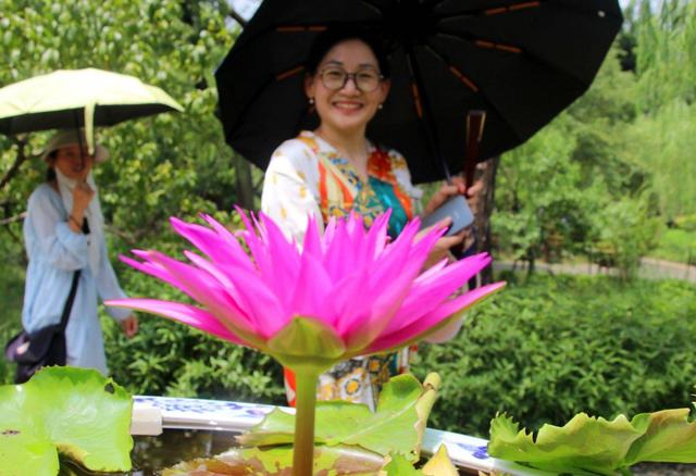 江苏苏州：香水睡莲醉游人