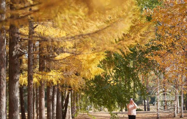 吉镜头丨赏秋必打卡——百木园“黄金大道”
