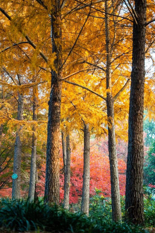 限时半价！上海这个公园12000株枫树正值最佳观赏期→