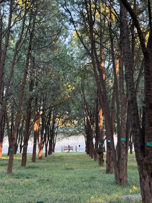 错过这片顶流风景的北京人，只能再等一年