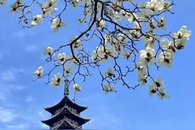 让市民在上海能看到更多白玉兰！新建一座文化公园、改建20座特色园、新增30条特色道路，还要变成盆栽搬进家……图片