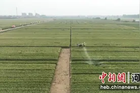 石家庄鹿泉区：一喷三防 助丰产丰收图片