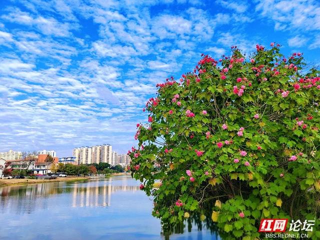 岁暖时刻丨在常德的初冬里，邂逅一场与“拒霜花”的温暖相遇