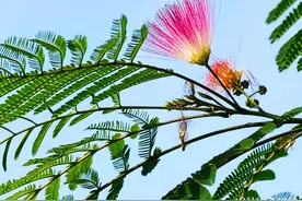 “吉祥之花”满枝头，“粉色小伞”秀初秋图片
