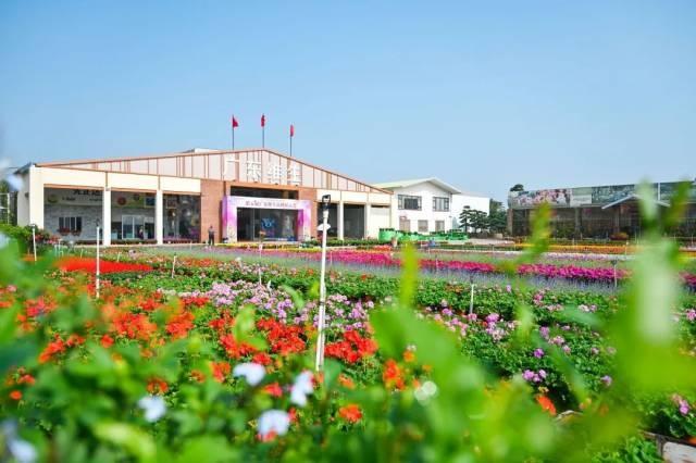 国庆就要玩好一点，“情”定陈村花花世界迷人眼