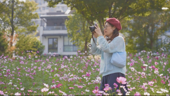 黄山屯溪河畔波斯菊盛放如歌 花海诗意引客寻梦