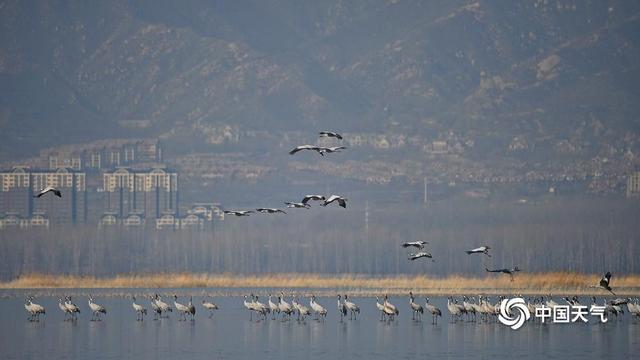 野鸭湖灰鹤群“起舞” 绘就冬日和谐生态画卷