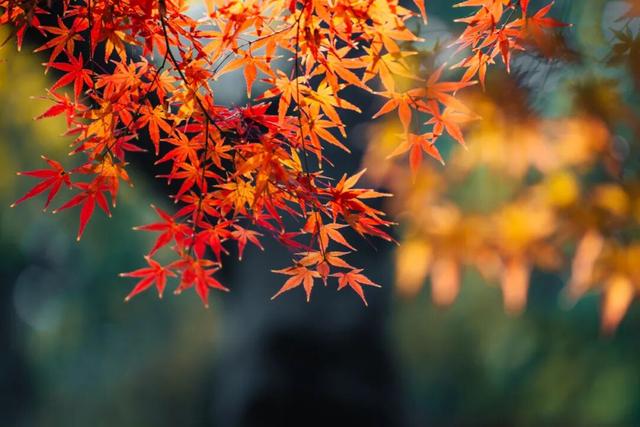 上海顶级秋景！藏着传统中国色→