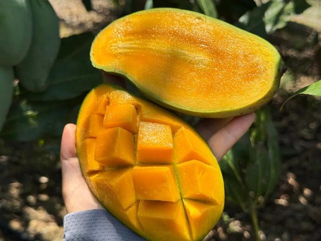 百色田东，“中国芒果之乡”不止芒果！