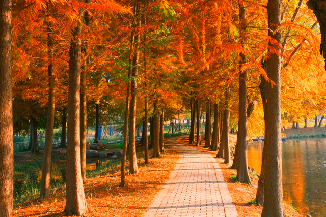 杉树红了！魔都藏着绝美水上森林→