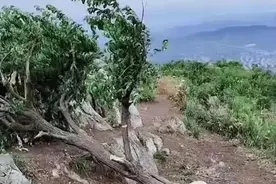 60余年“网红树”被砍，当地政府：目前仍存活，砍树人已找到图片