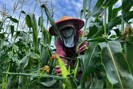 美好生活在云南｜西双版纳勐海县试种牛奶玉米获丰收图片