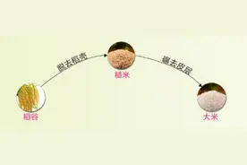 如何挑到好大米？这些内行人才知道的方法教你辨好坏图片