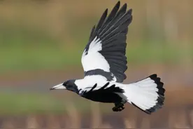 英媒：喜鹊俯冲袭击人类，澳大利亚今年已有近300人受伤图片