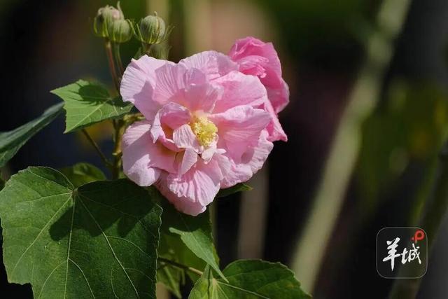 盛花期！流花湖畔迎来“冬日浪漫”！
