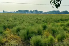 接您回家·揭榜招贤㉗|“芦”上添“金” 生态致富项目图片