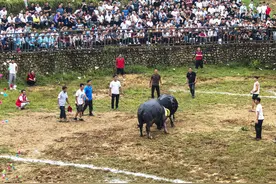 贵州从江：传统斗牛庆丰收图片