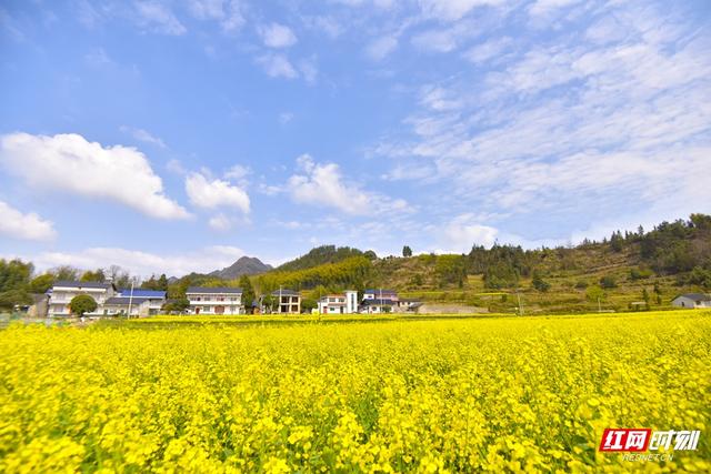 组图｜嫣红映蓝天！张家界的春天如约而至