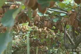 贵州猕猴桃熟了！科技种出的“致富金果”甜到心里图片