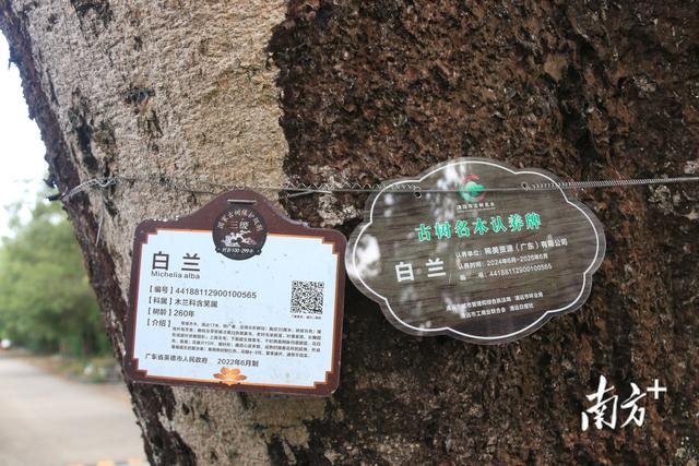 英德：守护绿色“活化石”，擦亮“绿美英德”生态名片