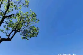家乡的那棵老槐树图片