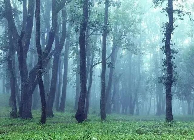 本地人力荐的半日宝藏打卡地！来寻甸自由“森”呼吸~