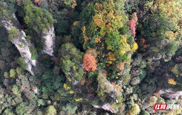 你还不来吗？张家界国家森林公园开启“秋季限定皮肤”