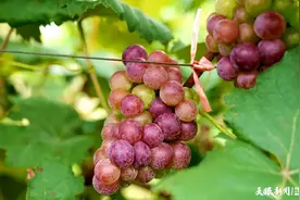 【乡村行 看振兴】思南邵家桥镇：果香四溢 小葡萄串起“乡”甜新生活图片