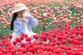 百万株郁金香绽放，青岛这里花开成海图片