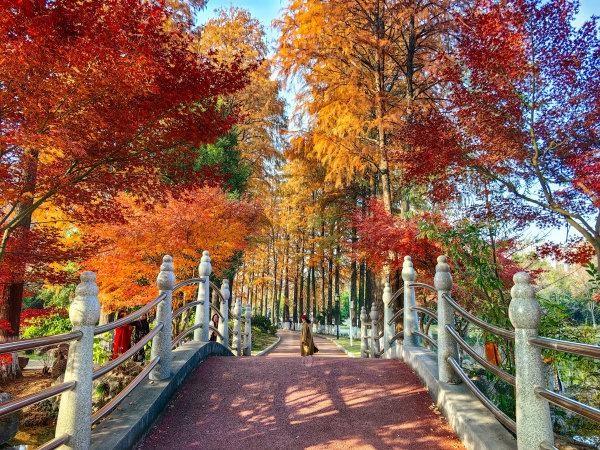 武汉各大公园“霜叶红于二月花”，市民赏枫要趁早