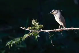 济南大明湖里的明星鸟夜鹭也叫“老等”图片